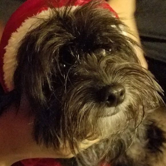 Meet your Posher, Veronica - Picture 2 of 4